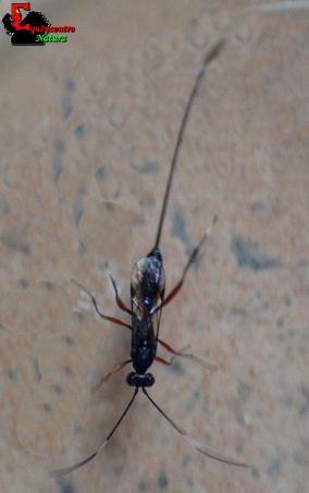 Ichneumonidae xoridae?